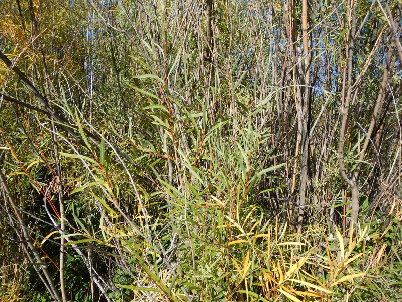 Dusky Willow photo 8