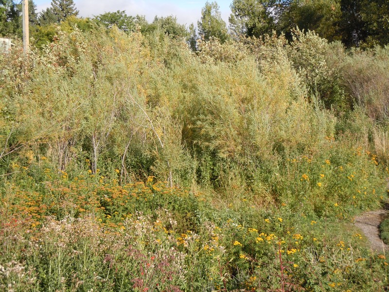Dusky Willow photo 2