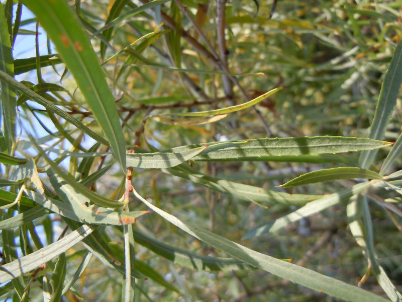Dusky Willow photo 3