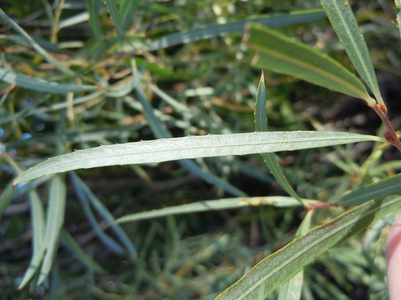 Dusky Willow photo 4