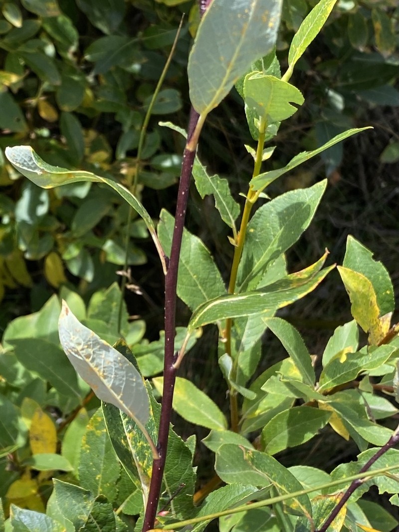 Park Willow photo 4