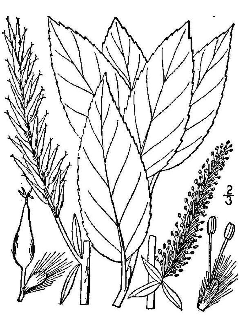Bayberry Willow photo 5