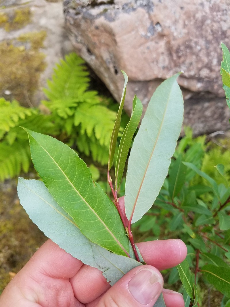 Bayberry Willow photo 2