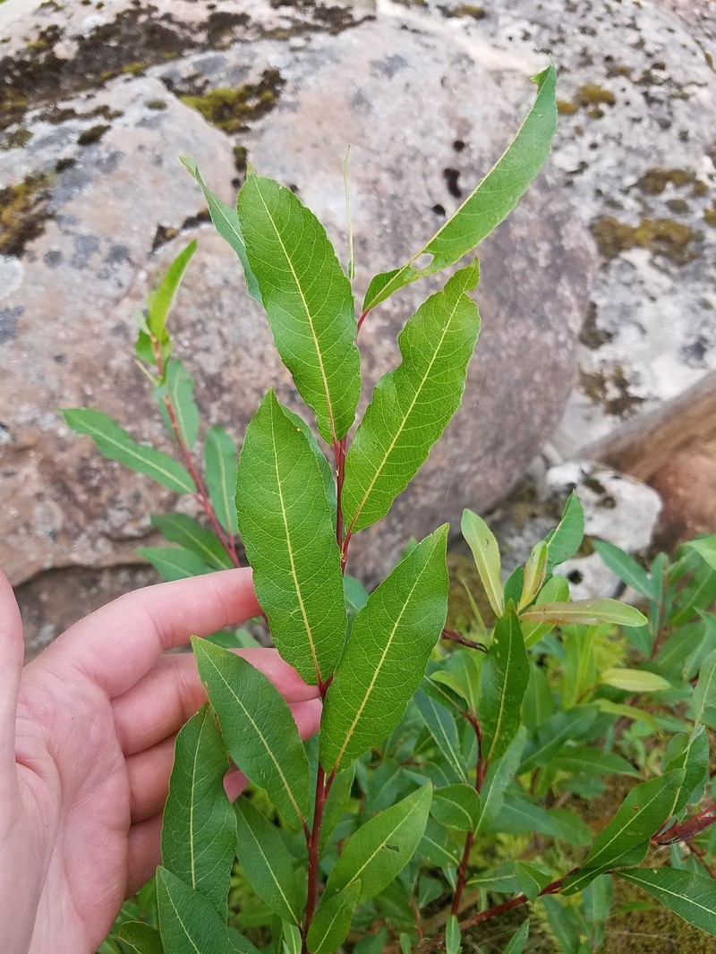 Bayberry Willow photo 3