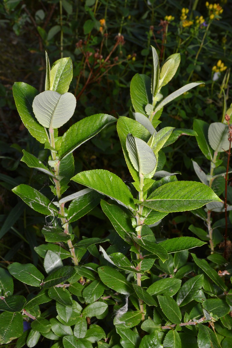 Myrsine-Leaved Willow photo 4