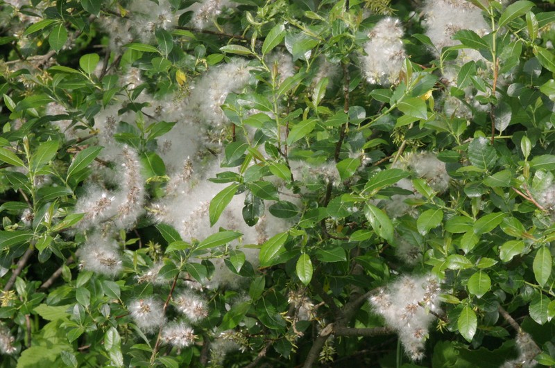Myrsine-Leaved Willow