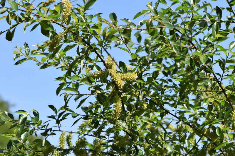 Myrsine-Leaved Willow photo 2