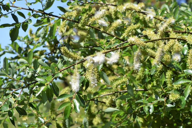 Myrsine-Leaved Willow photo 3