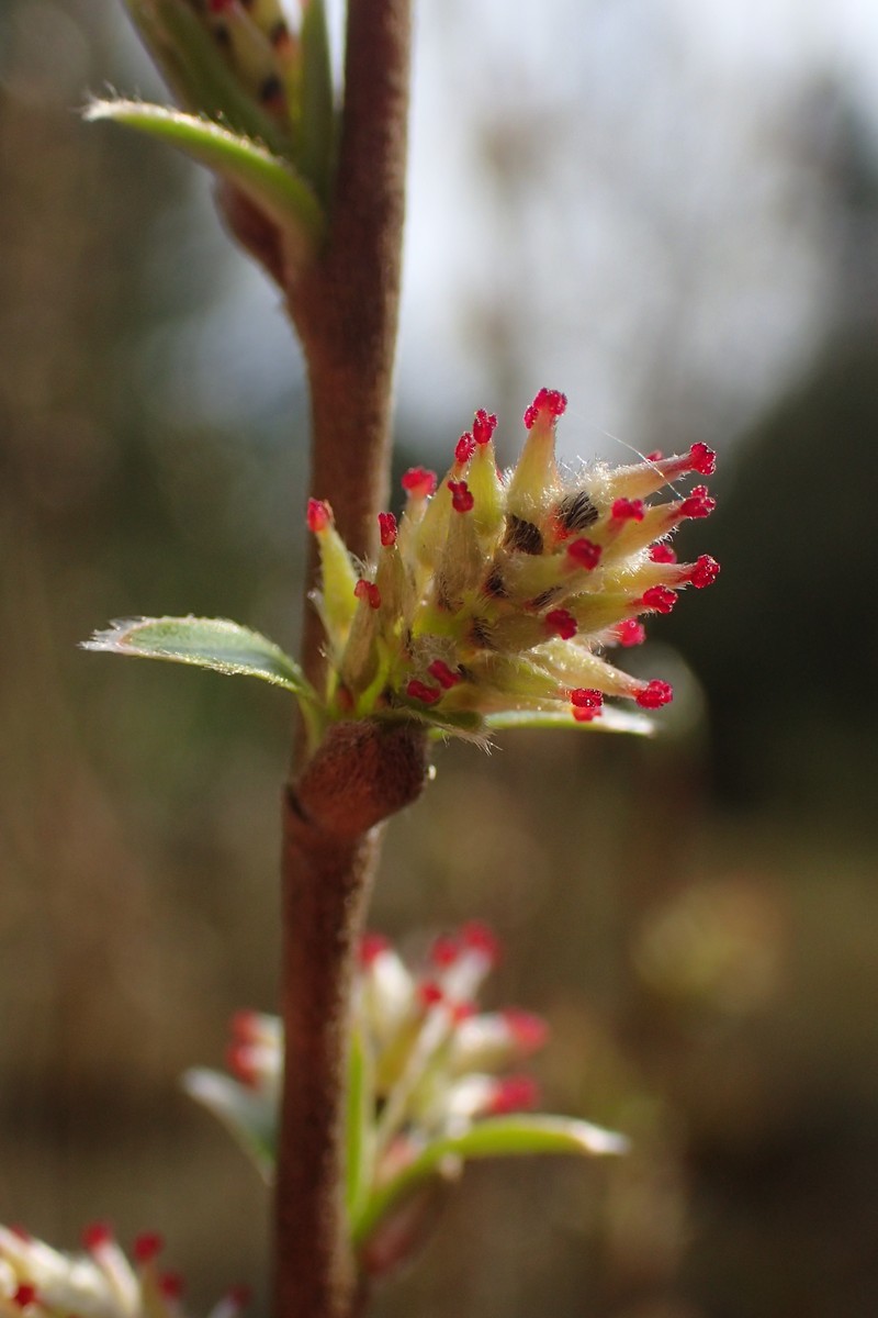 Blueberry Willow photo 2