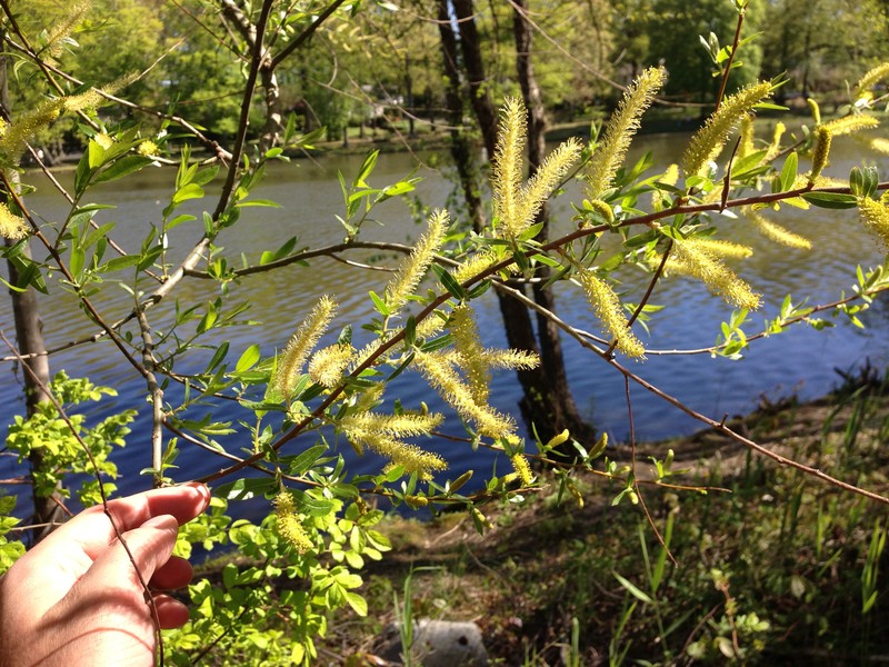 Black Willow photo 4