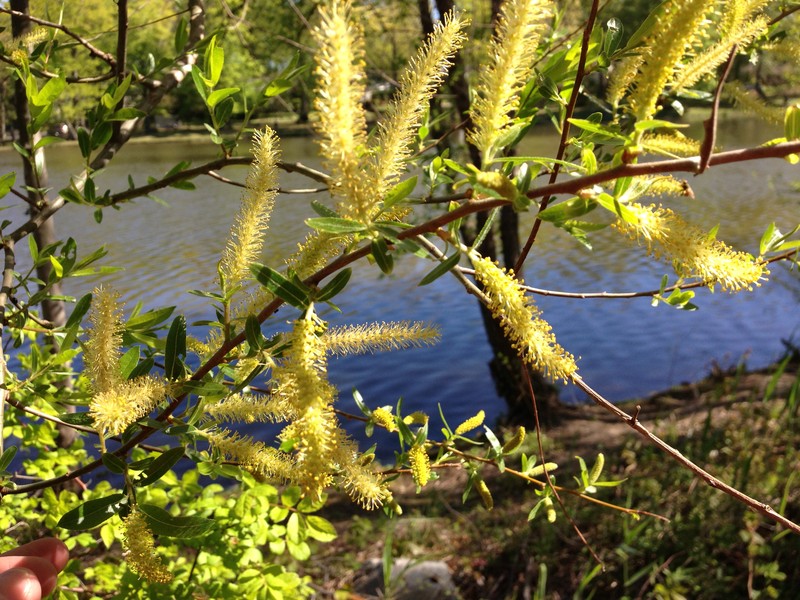 Black Willow photo 5