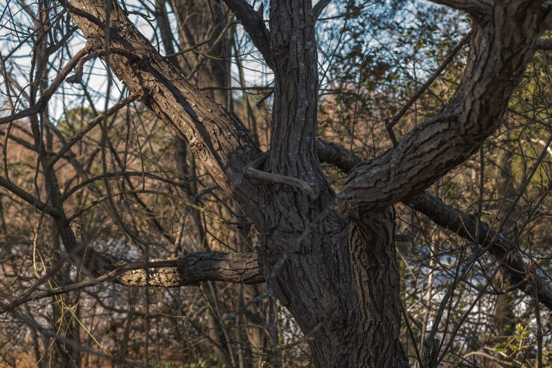 Black Willow photo 6
