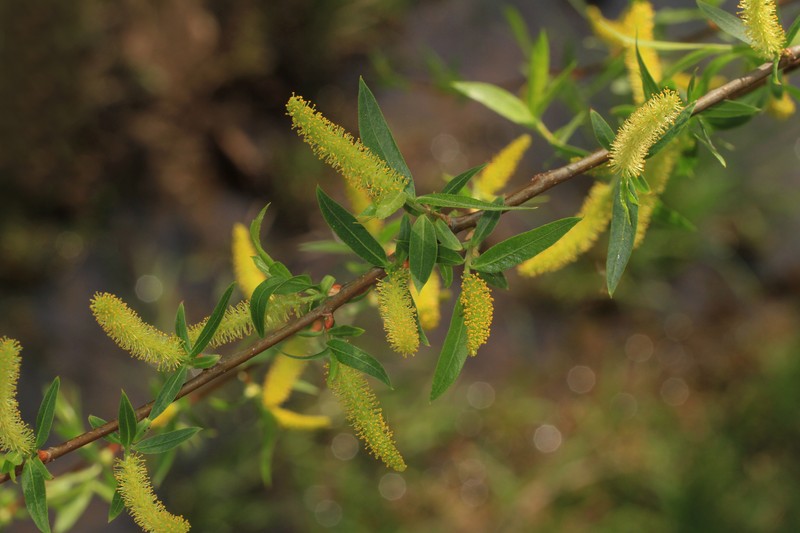 Black Willow photo 2