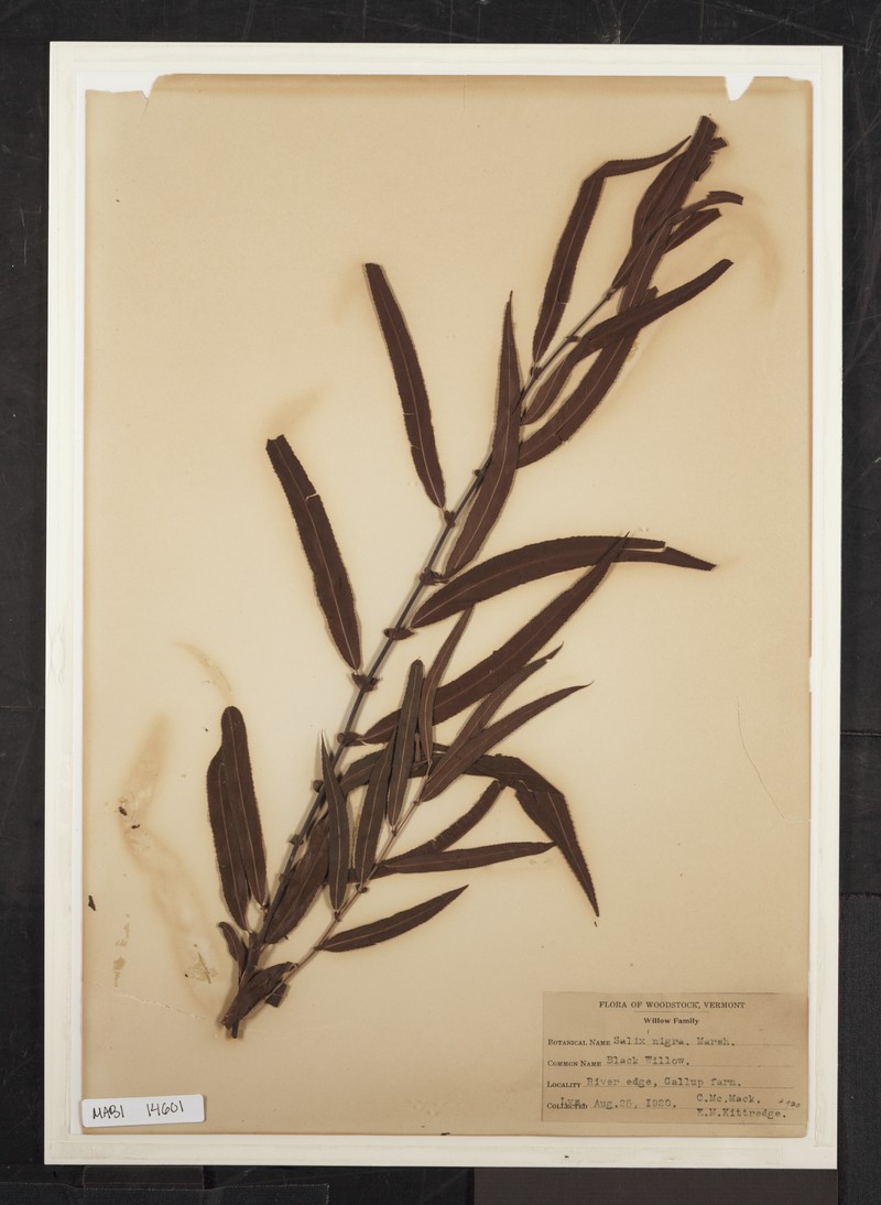 Black Willow photo 3