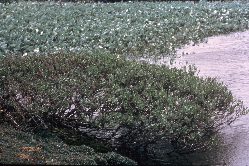 Barrenground Willow photo 2