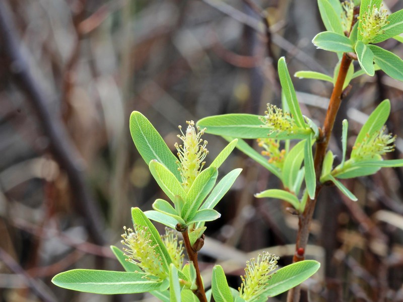 Bog Willow photo 2