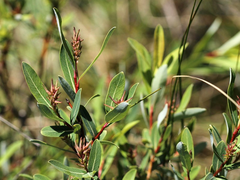 Bog Willow photo 3