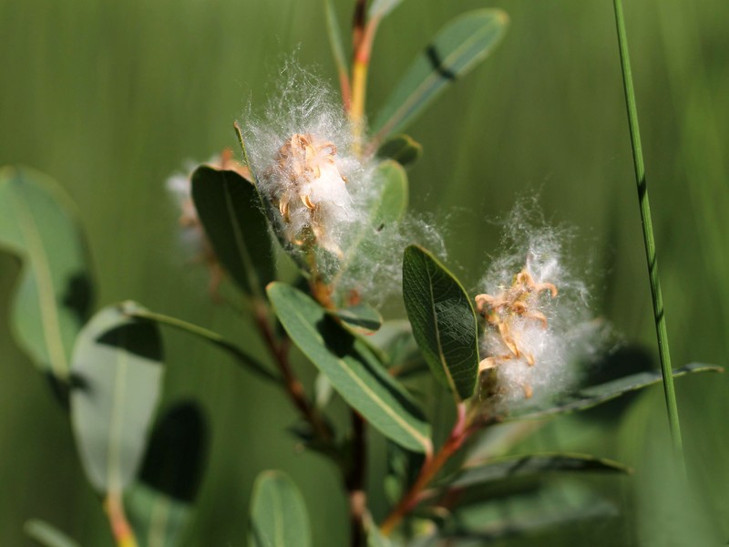 Bog Willow photo 4