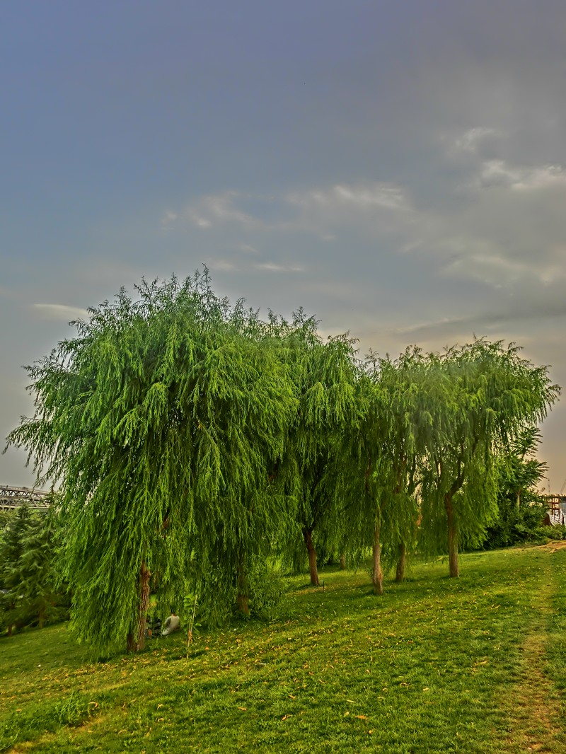 Wisconsin Weeping Willow photo 2