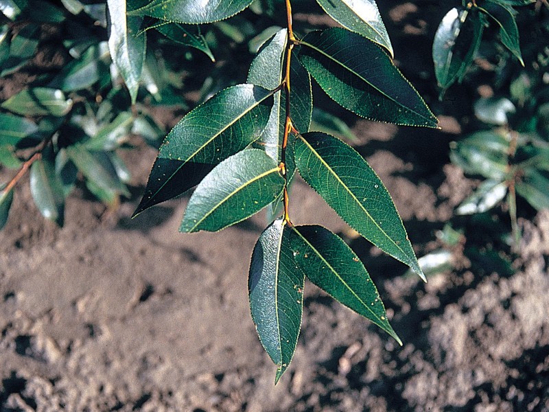 Laurel Willow photo 5