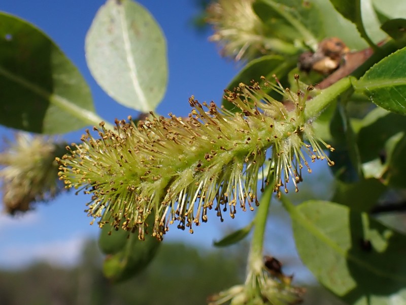 Laurel Willow photo 2