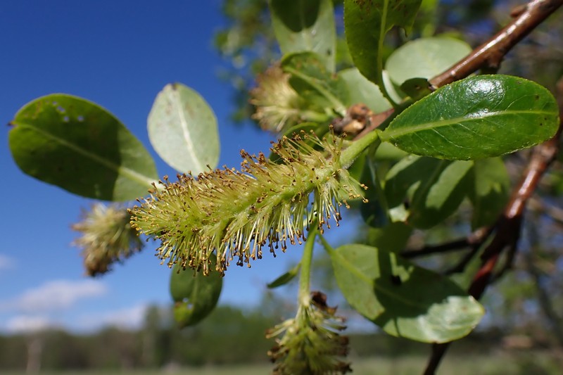 Laurel Willow photo 3