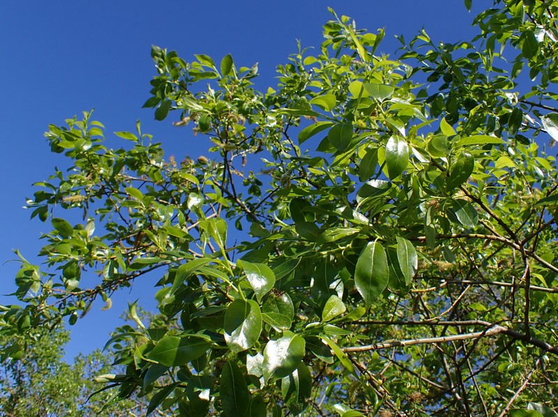 Laurel Willow photo 4