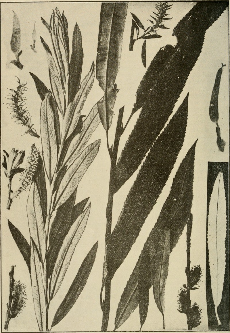 Meadow Willow photo 4