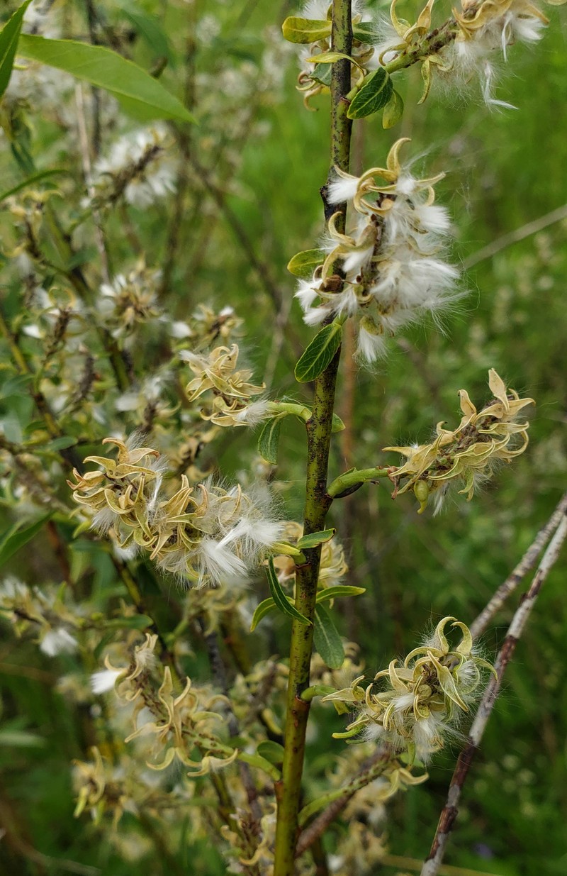 Meadow Willow photo 3