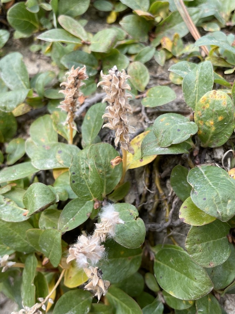 Alpine Willow photo 2