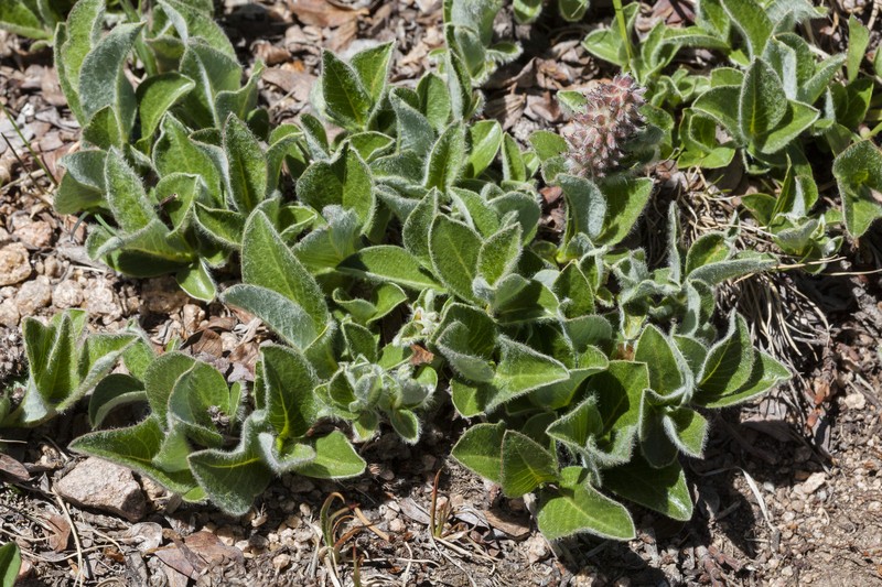 Alpine Willow photo 3
