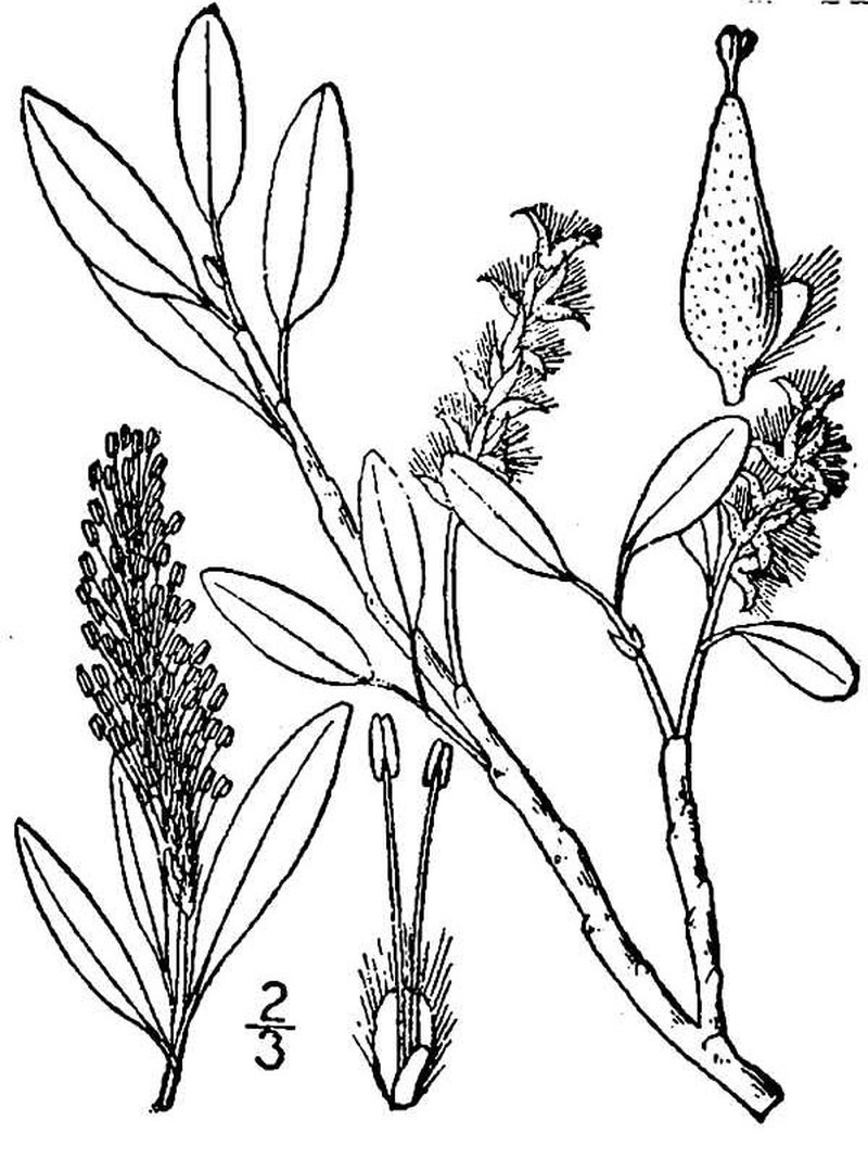 Skeletonleaf Willow photo 2