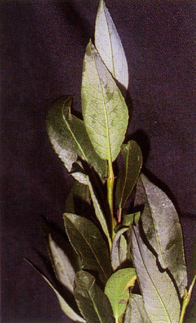 Diamondleaf Willow photo 2