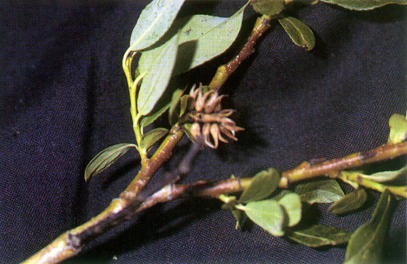 Diamondleaf Willow photo 3