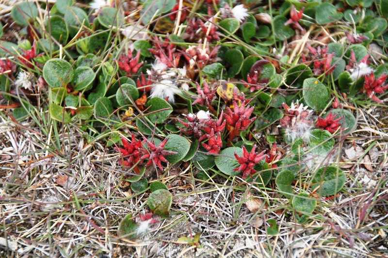Polar Willow photo 5