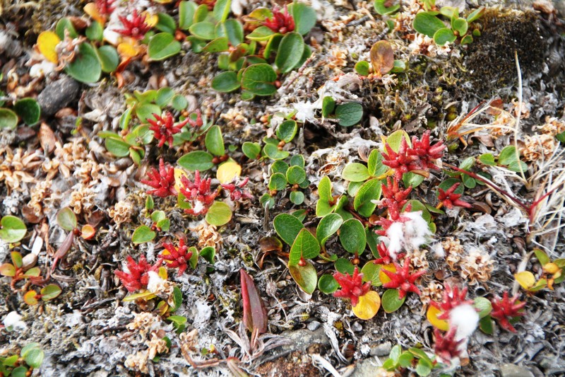 Polar Willow photo 6