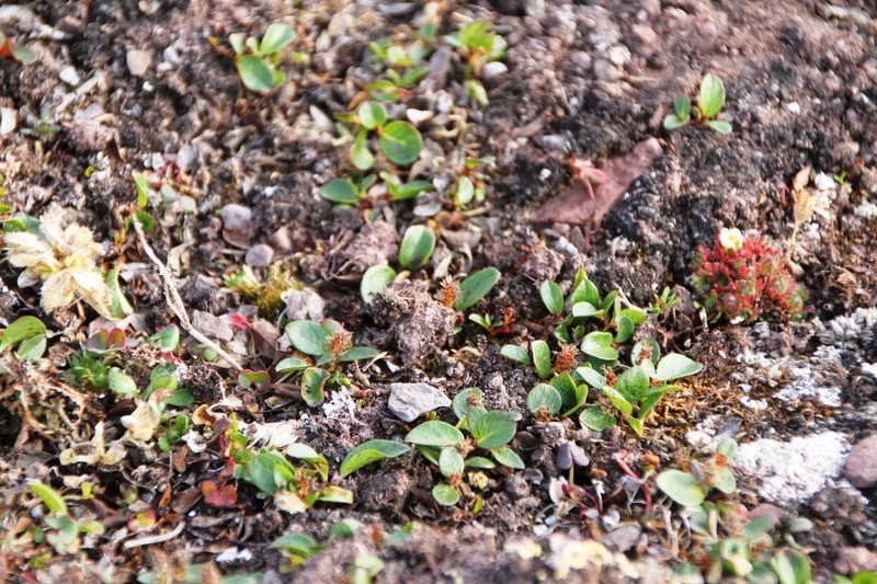Polar Willow photo 7