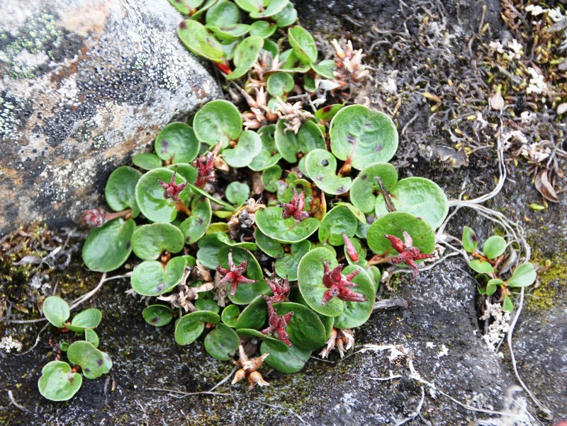Polar Willow photo 2