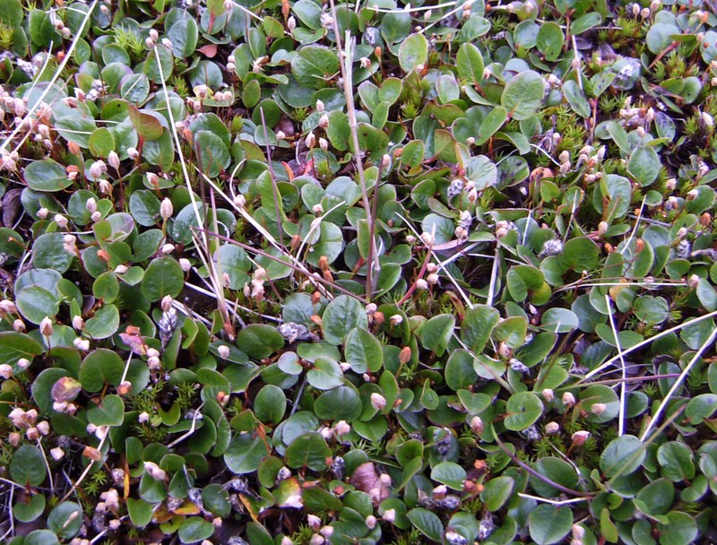 Polar Willow photo 4