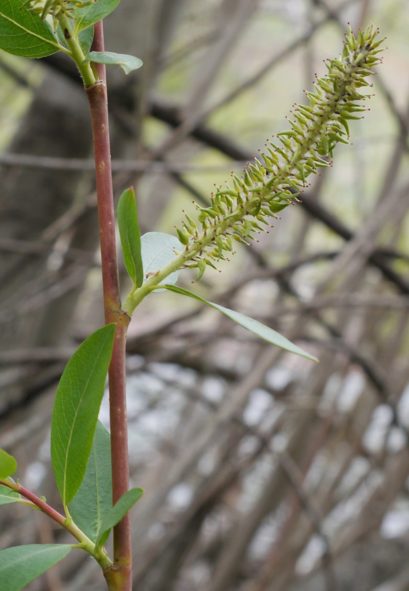 Mackenzie's Willow
