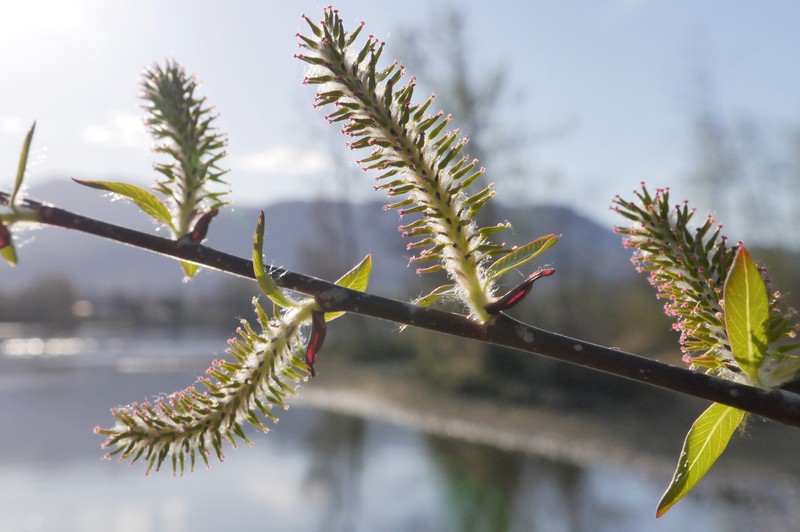 Mackenzie's Willow photo 2