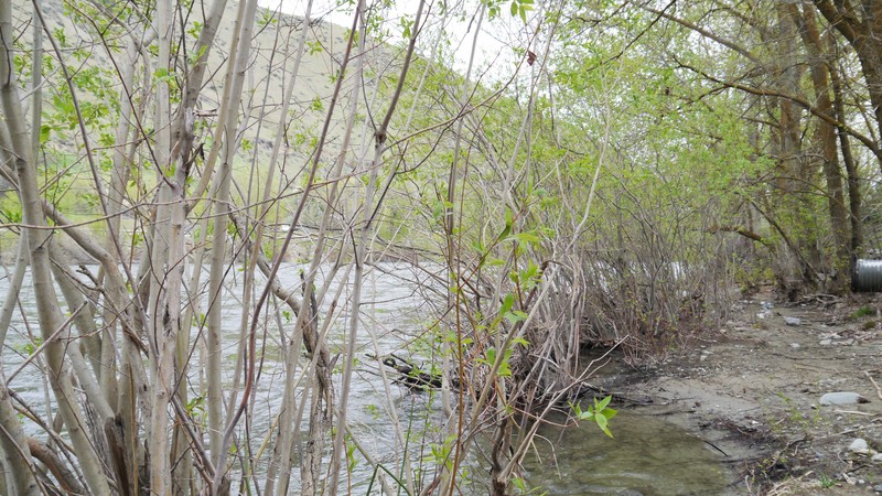 Mackenzie's Willow photo 4