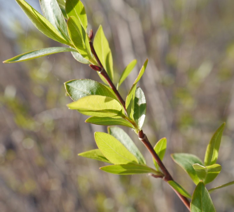 Mackenzie's Willow photo 5