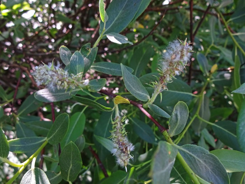Firmleaf Willow photo 2