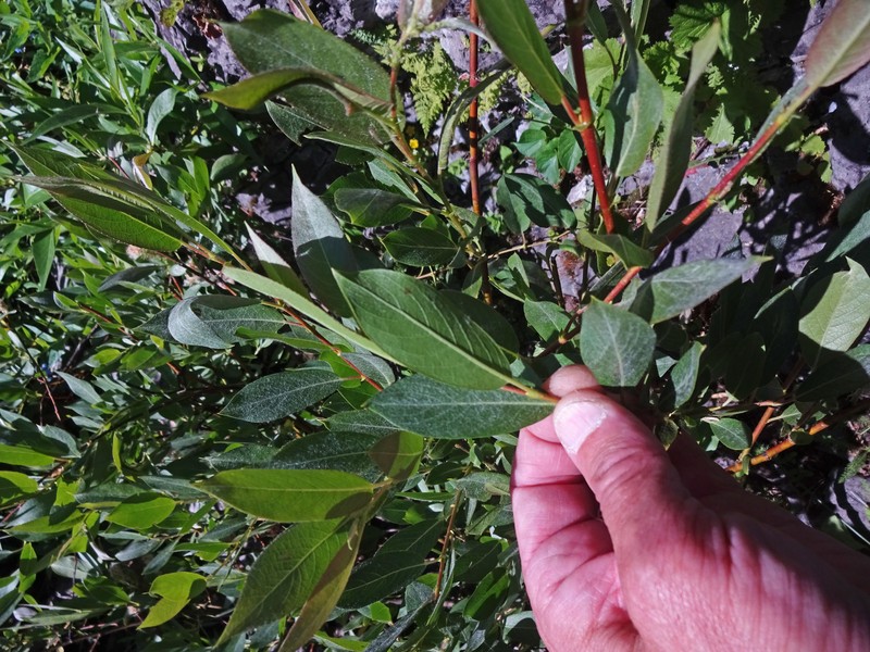Firmleaf Willow photo 3