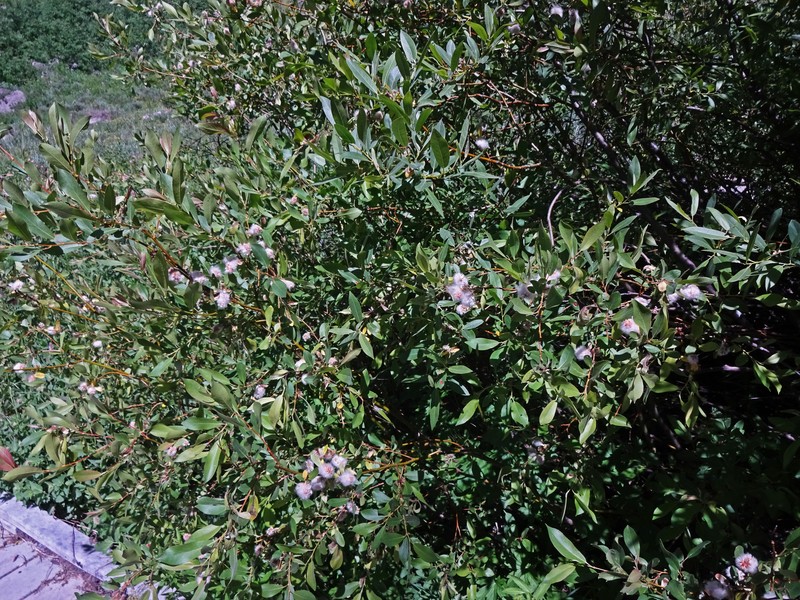 Firmleaf Willow photo 4