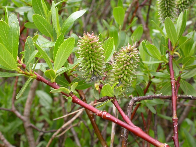 Tealeaf Willow photo 2