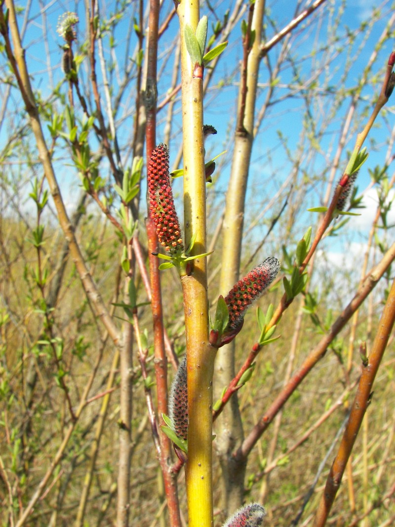 Purpleosier Willow