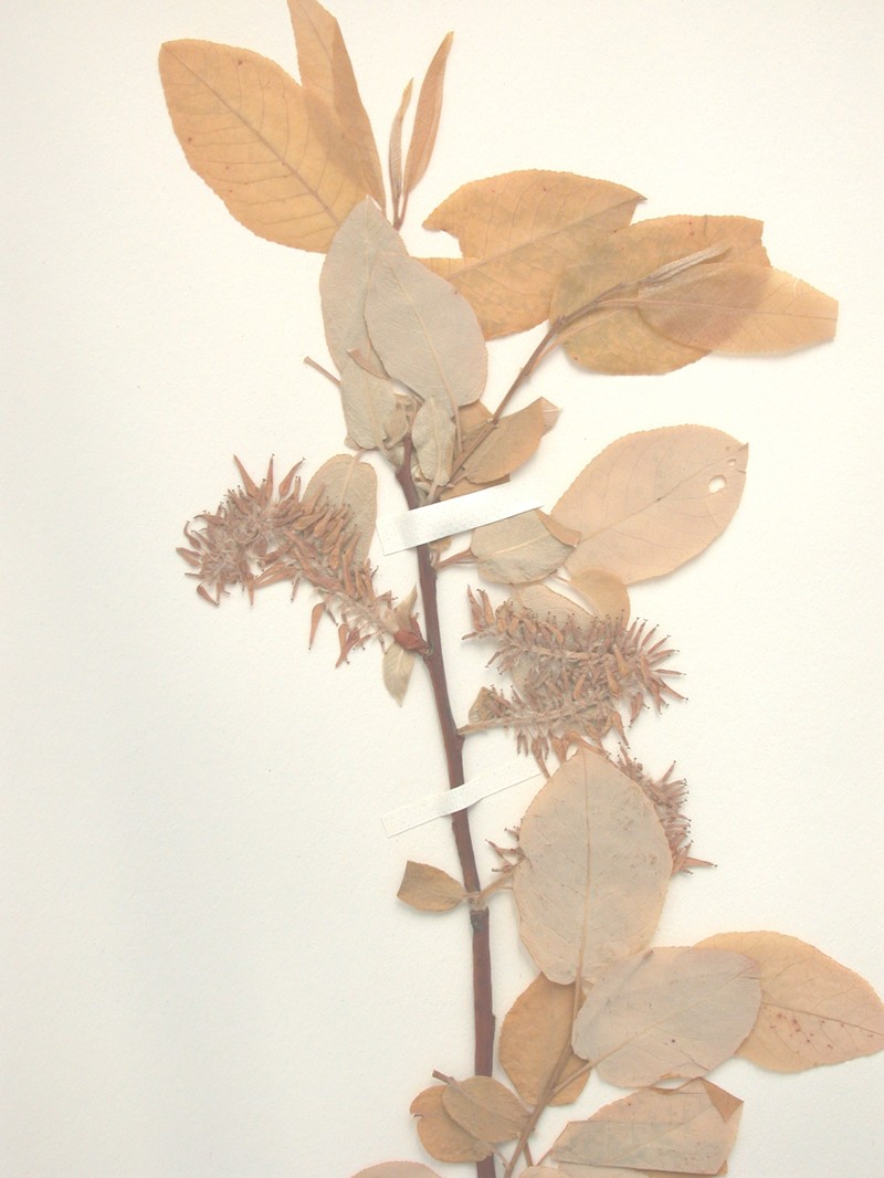 Balsam Willow photo 2