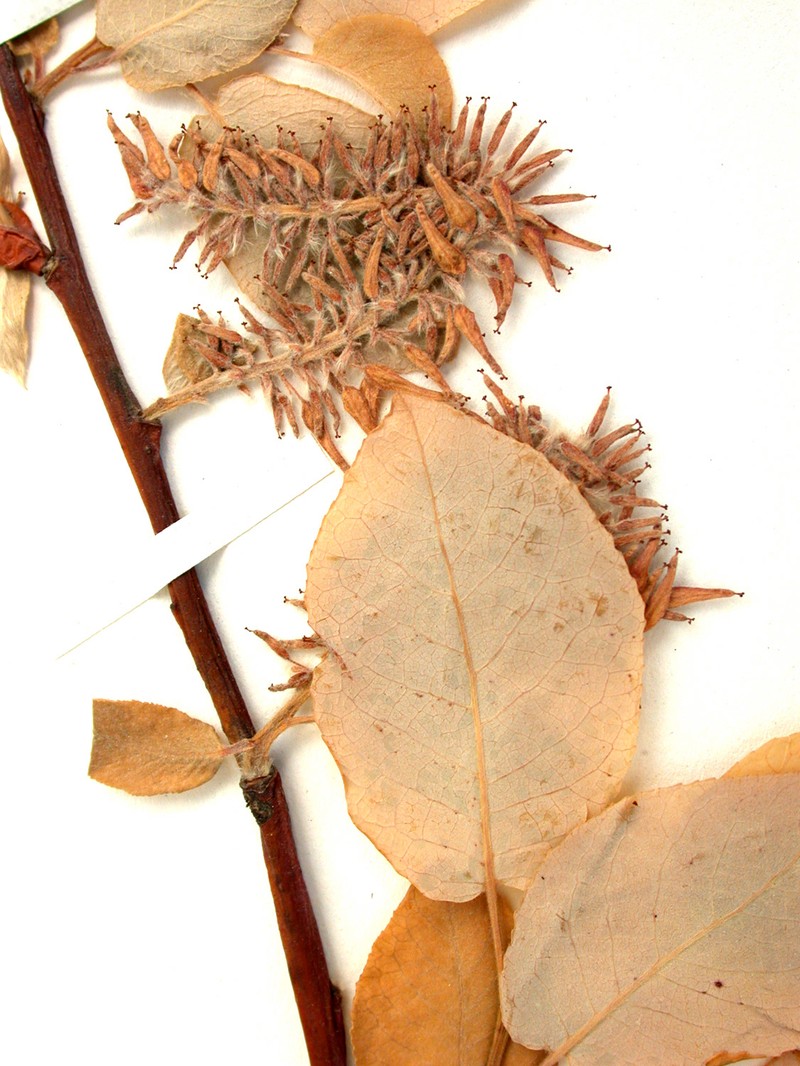 Balsam Willow photo 3
